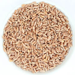 Bronze Chief, Hard Red Spring Wheat Berries, 9 LB