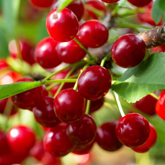 Fresh Michigan TART Cherries, IPM, 20 LB Box
