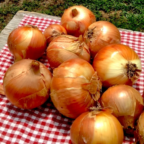ONIONS, LOCALLY GROWN, APPROX 5 LBS